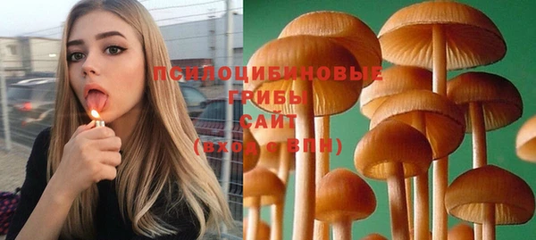 индика Абаза